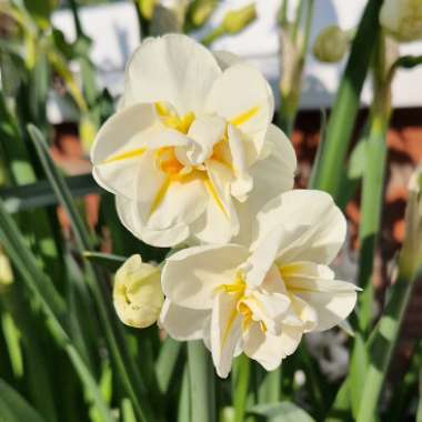 Narcissus 'Sir Winston Churchill'