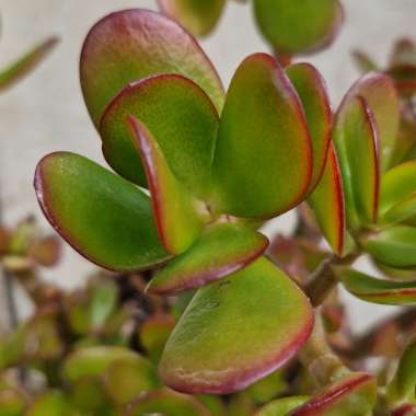 Crassula Ovata