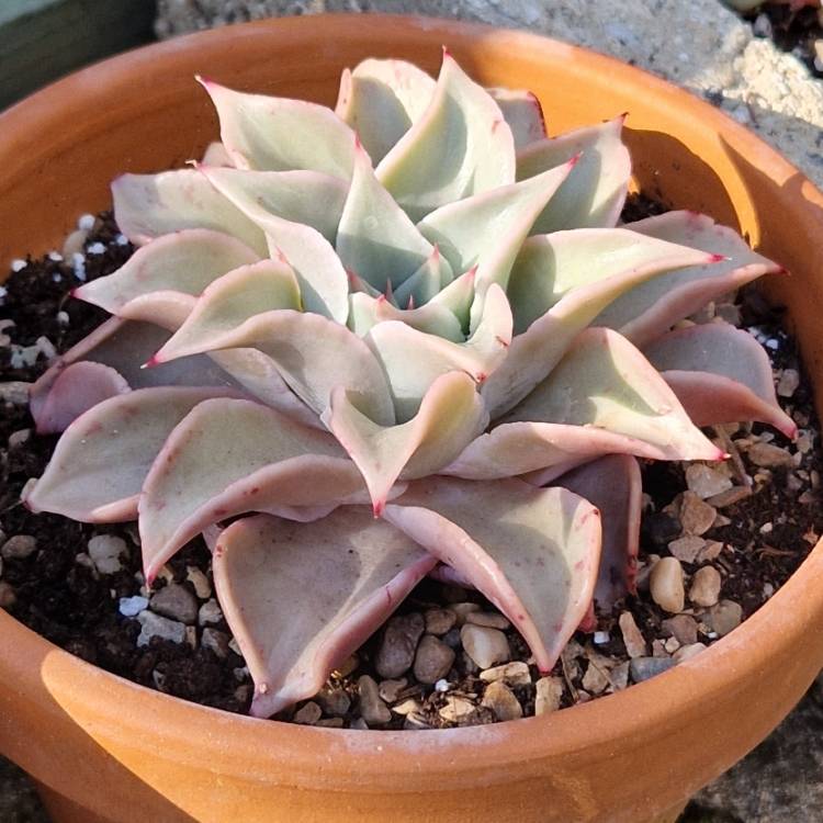 Plant image Echeveria Madiba