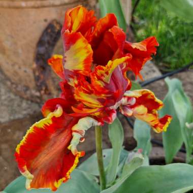 Tulipa 'Rasta Parrot'