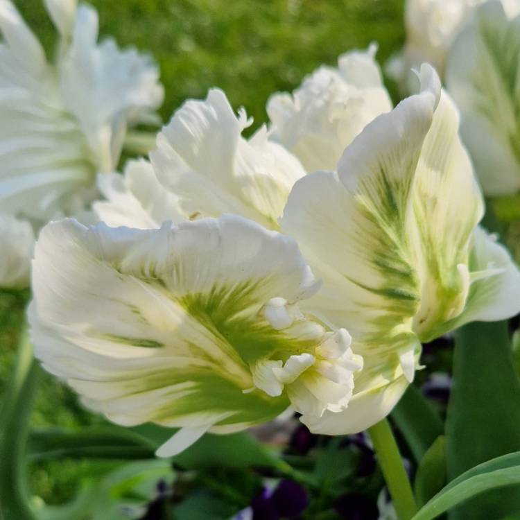 Plant image Tulipa 'Super Parrot'