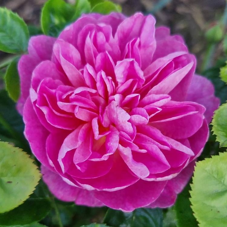 Plant image Rosa 'Auskitchen' syn. Rosa 'Princess Anne'