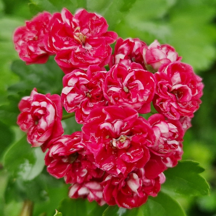 Plant image Crataegus laevigata 'Paul's Scarlet'