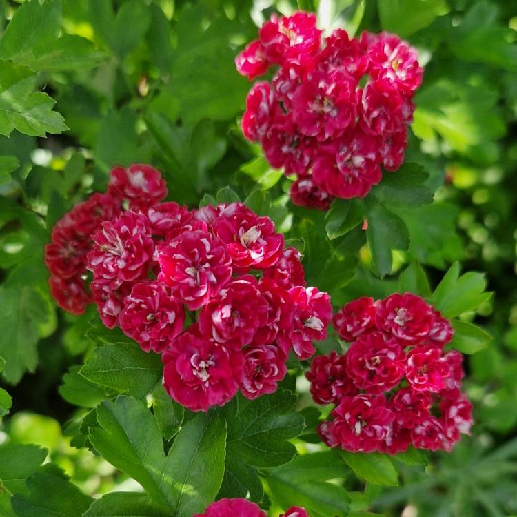 Plant image Crataegus laevigata 'Paul's Scarlet'