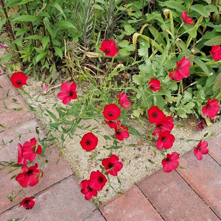 Plant image Linum grandiflorum 'Rubrum'