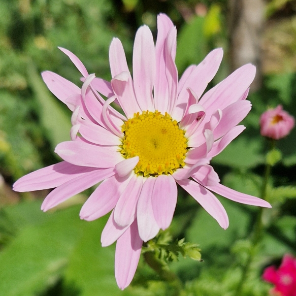 Plant image Tanacetum Robinson's Rose