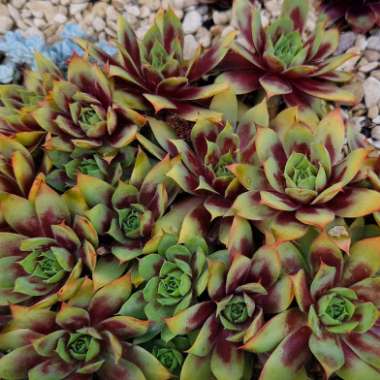 Sempervivum Gold Nugget