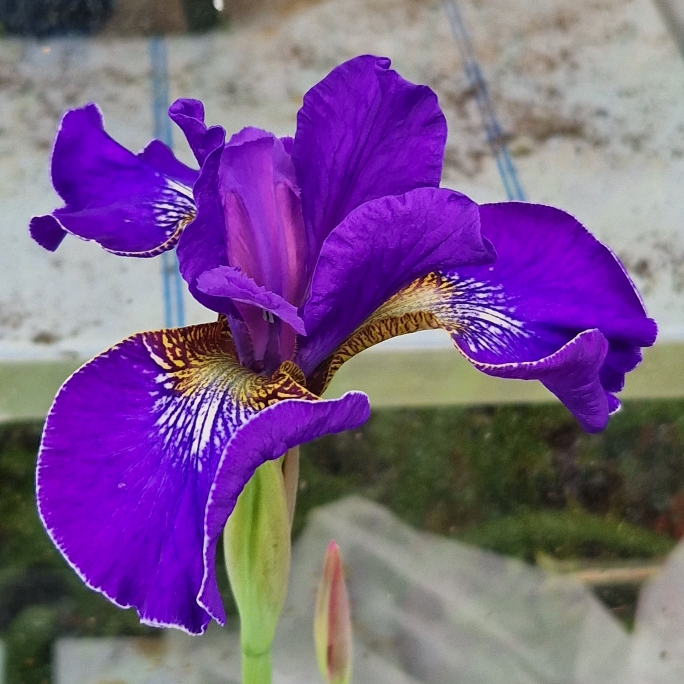 Plant image Iris sibirica 'Blue King'