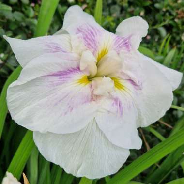 Iris ensata 'Magic Opal'