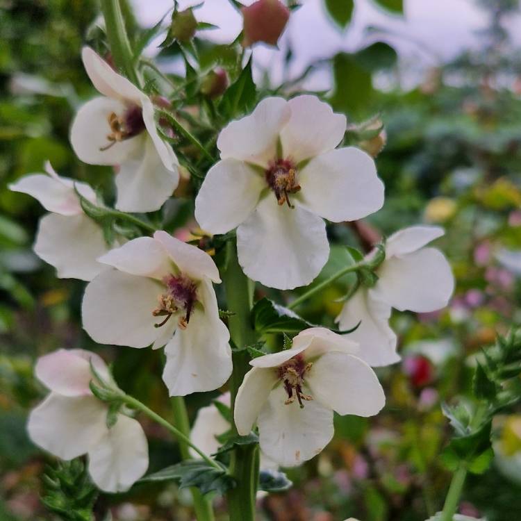 Plant image Verbascum chaixii 'Album'