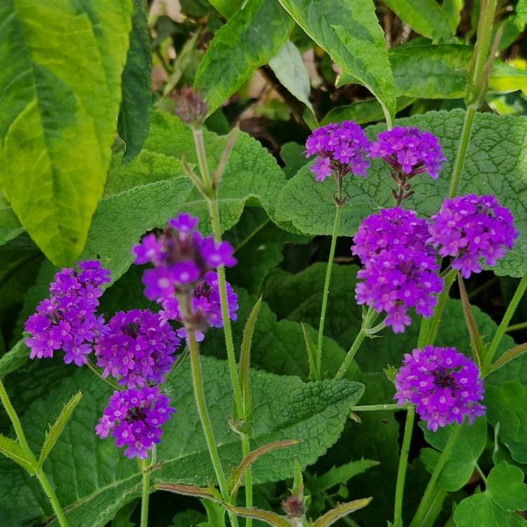 Plant image Verbena bonariensis 'Lollipop'