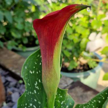 Zantedeschia 'Red Sox'