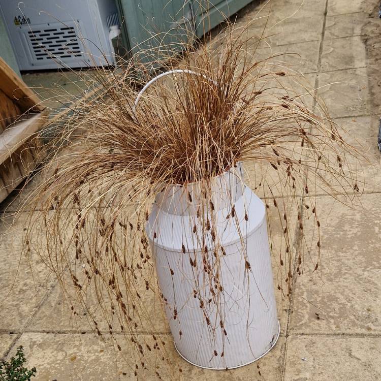 Plant image Carex comans 'Bronze form'