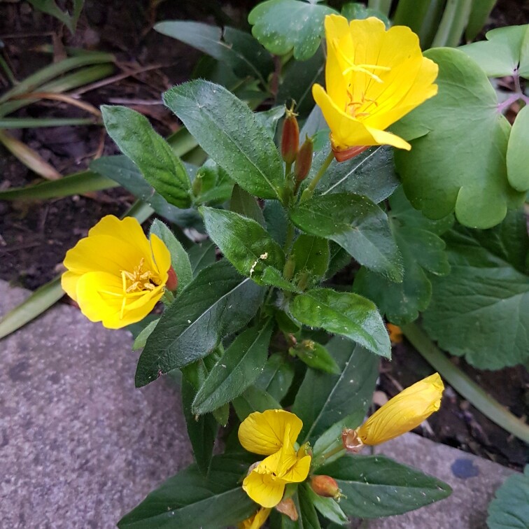 Plant image Oenothera tetragona 'Fireworks'