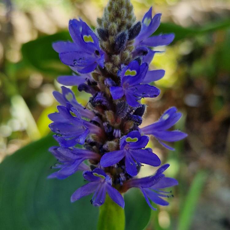 Plant image Pontederia cordata