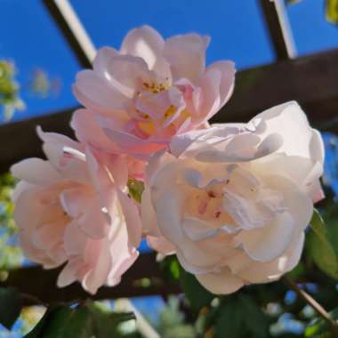 Rosa 'Ausherbert' syn. Rosa 'The Lady of the Lake'