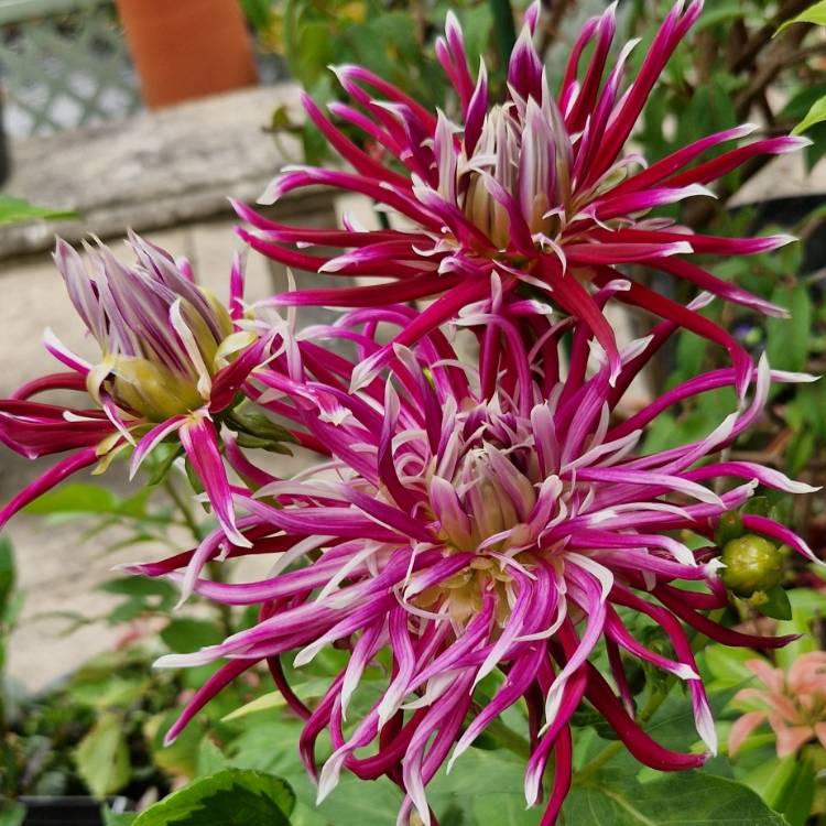 Plant image Dahlia 'Hollyhill Spiderwoman'