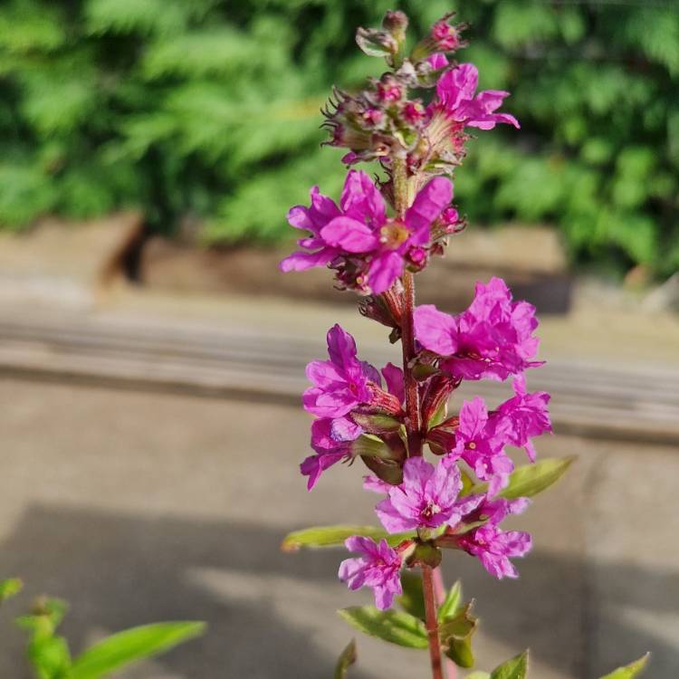 Plant image Lysimachia salicaria syn. Lythrum salicaria