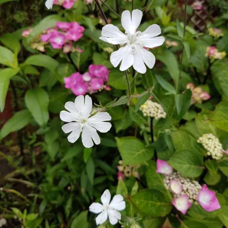 Plant image Silene latifolia