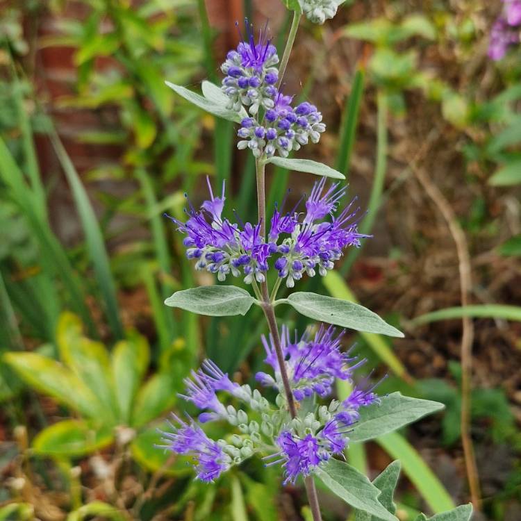 Plant image Caryopteris x clandonensis 'Heavenly Blue'