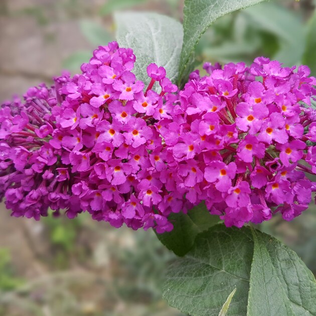 Plant image Buddleja davidii 'Tobudvelve' (Buzz Series) syn. Buddleja davidii 'Buzz Velvet'