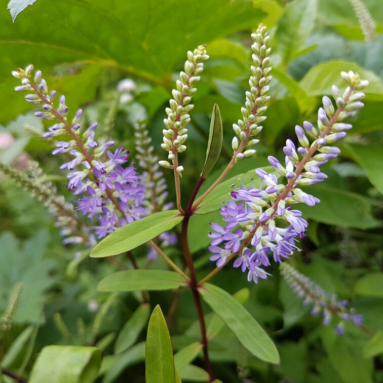 plant image 166367