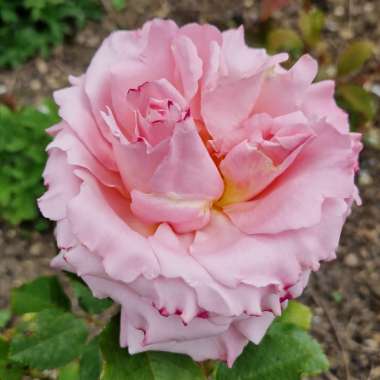 Rosa 'Delroch' syn. Rosa 'Sophie Rochas'