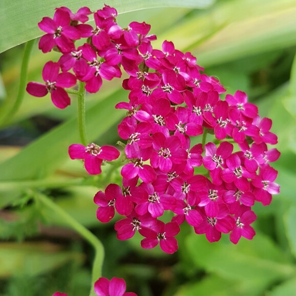 Plant image Achillea millefolium 'Summer Berries' mix