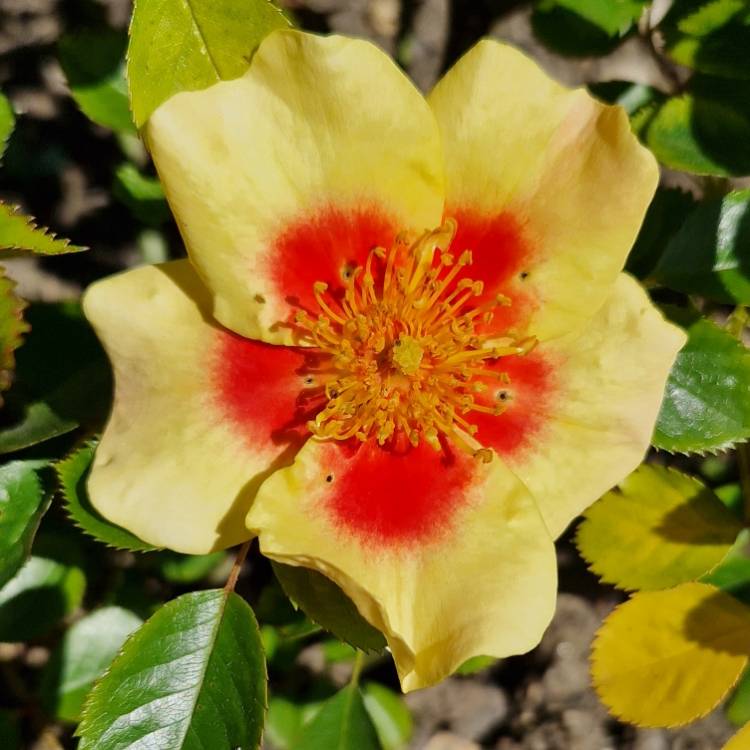 Plant image Rosa 'Chewbullseye' syn. Rosa 'Eye of the Tiger'