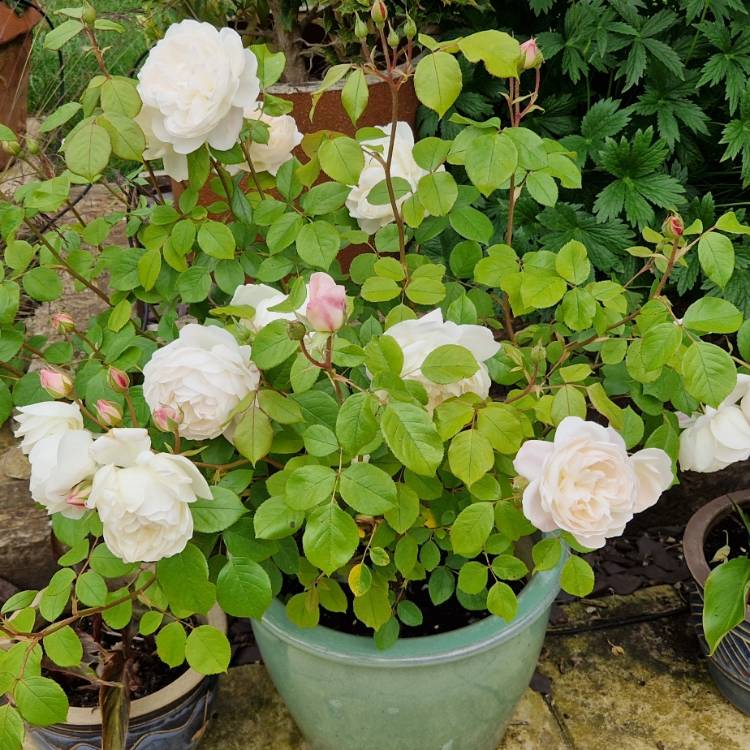 Plant image Rosa 'Desdemona'