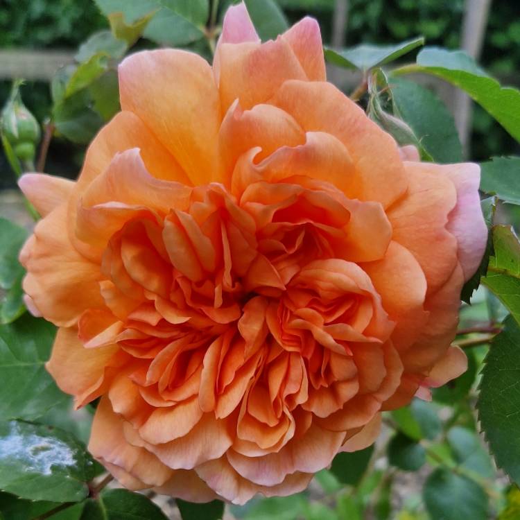 Plant image Rosa 'Dame Judy Dench'