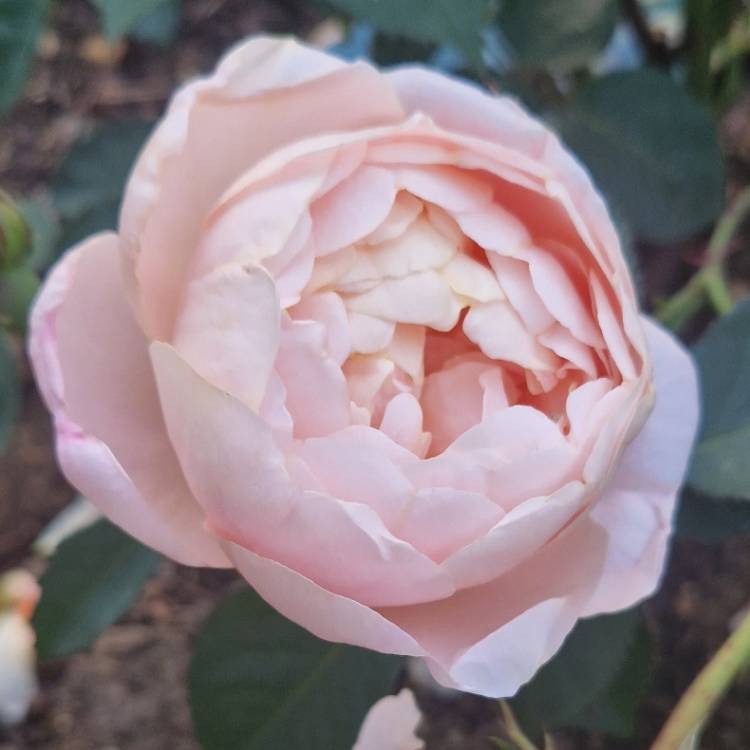 Plant image Rose 'Dannahue'