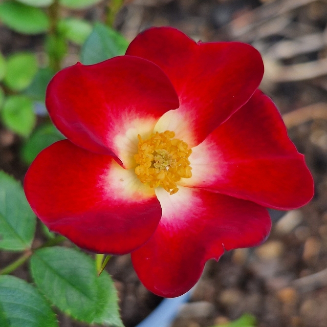 Plant image Rose 'Everglow Ruby'