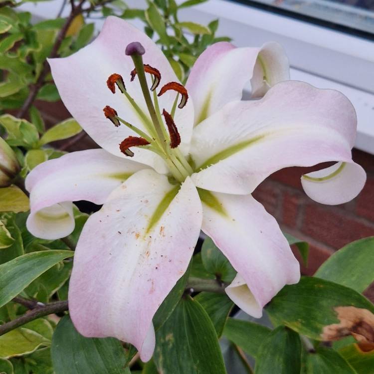 Plant image Lilium 'Pretty Woman'