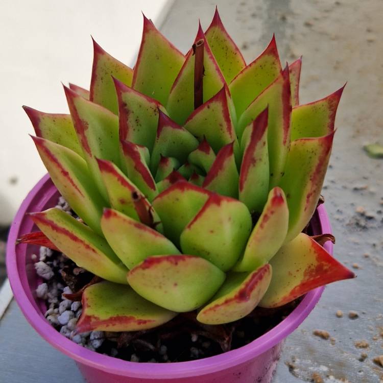 Plant image Echeveria Agavoides 'Lipstick'