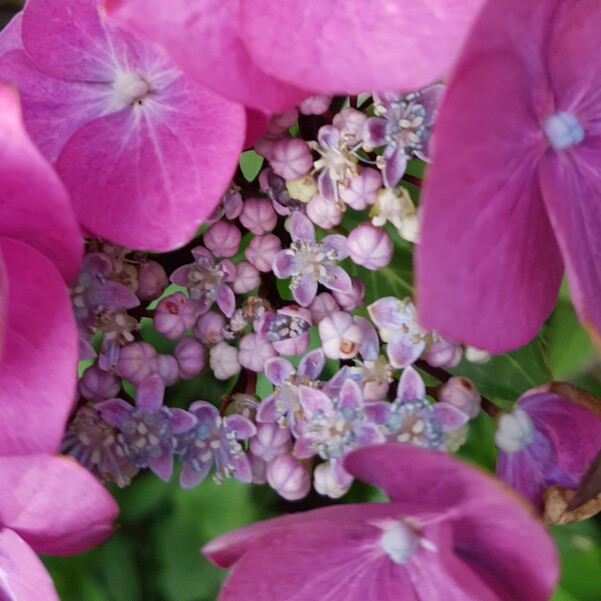 Hydrangea macrophylla 'Zorro' syn. Hydrangea macrophylla 'Zorro Blue', Hydrangea macrophylla 'Zorro Pink'