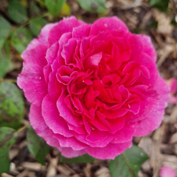 Plant image Rosa 'Auscrowd' syn. Rosa 'Gabriel Oak'