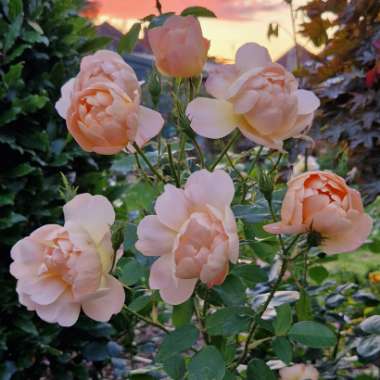 Rosa 'Ausursula' syn. Rosa 'Lark Ascending'