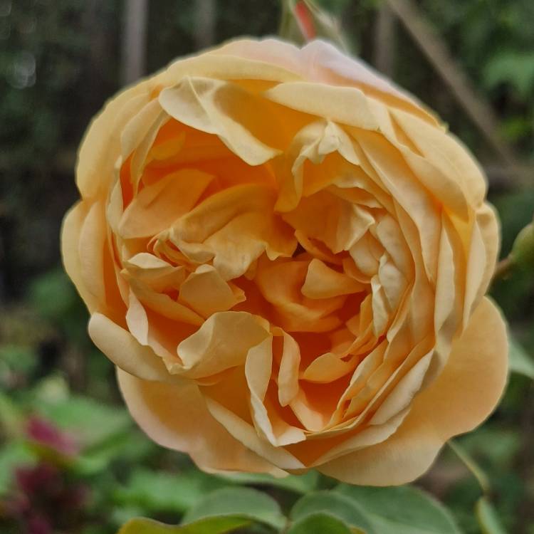 Plant image Rose 'Dannahue'