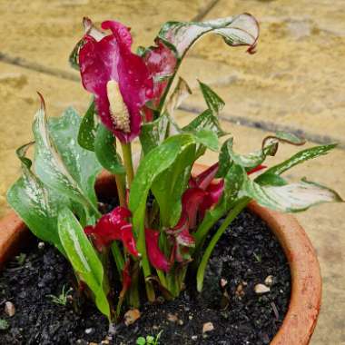 Zantedeschia Frozen Queen