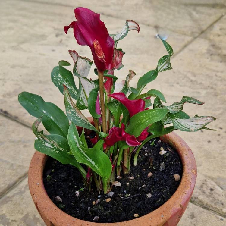 Plant image Zantedeschia Frozen Queen