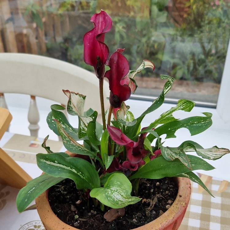 Plant image Zantedeschia Frozen Queen