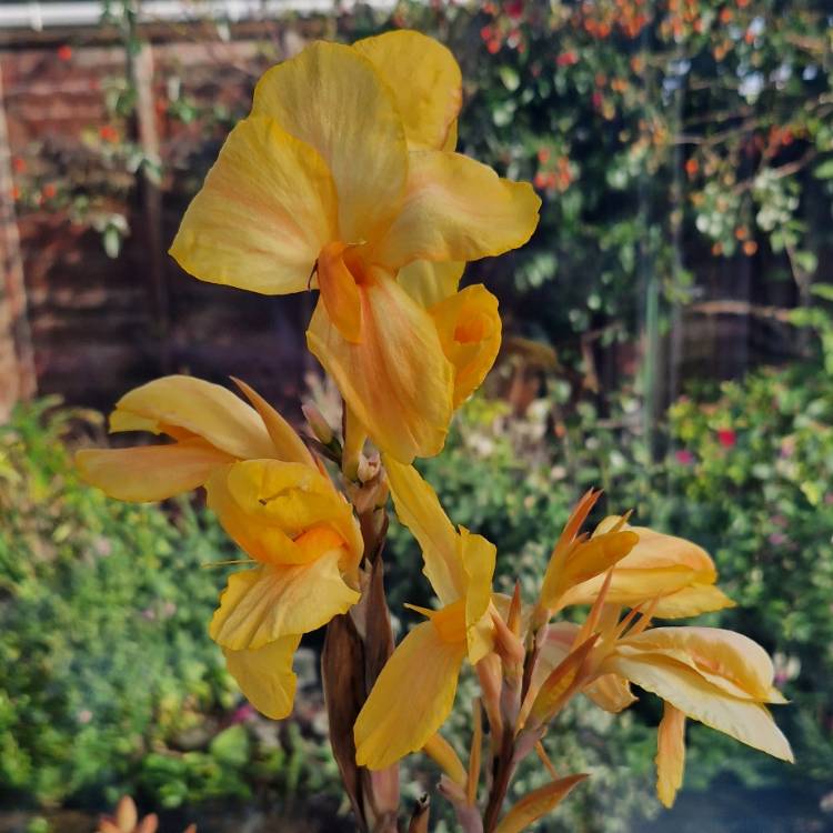 Plant image Canna 'Louis Cottin'