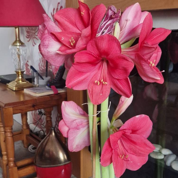 Plant image Hippeastrum 'Eternal Princess'