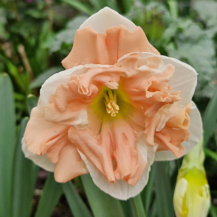 Plant image Narcissus 'Apricot Whirl'