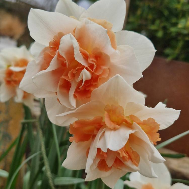 Plant image Narcissus 'Replete'