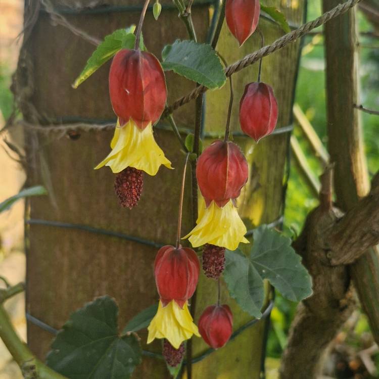 Plant image Abutilon megapotamicum syn. Abutilon vexillarium