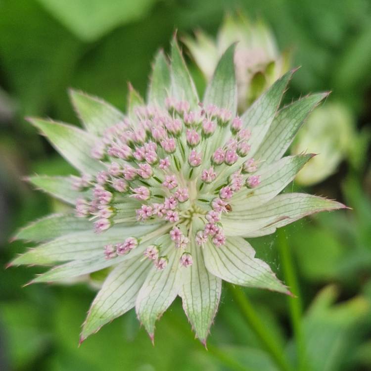 Plant image Astrantia 'Buckland'