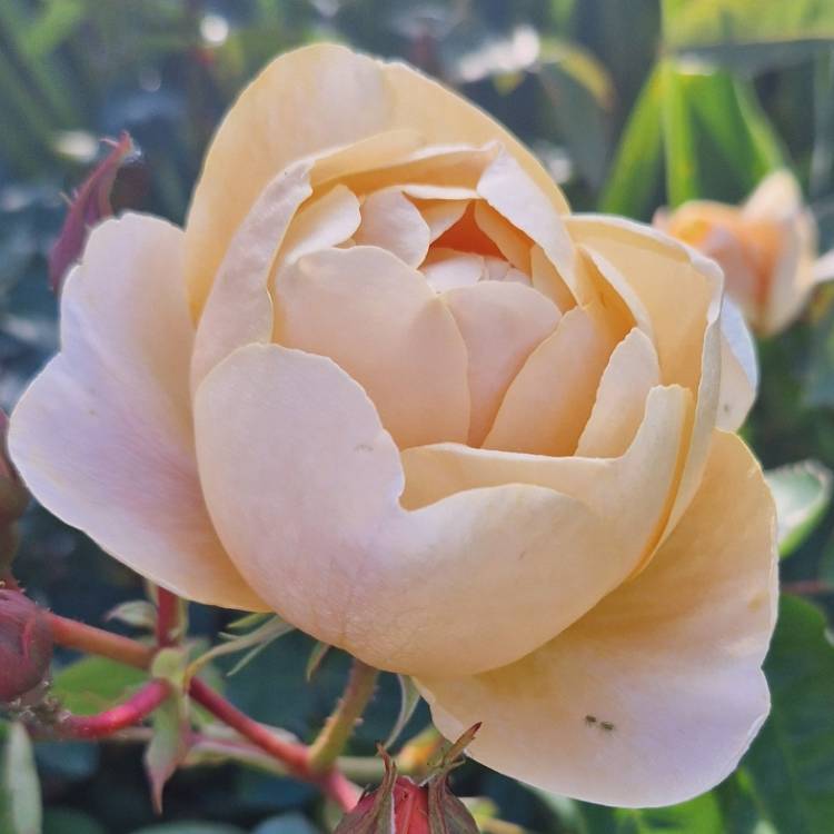 Plant image Rose 'Dannahue'