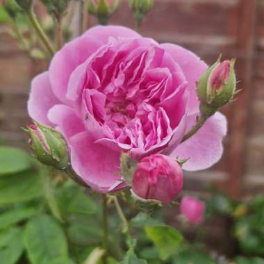 Rosa 'Aushouse' syn. Rosa 'Harlow Carr'